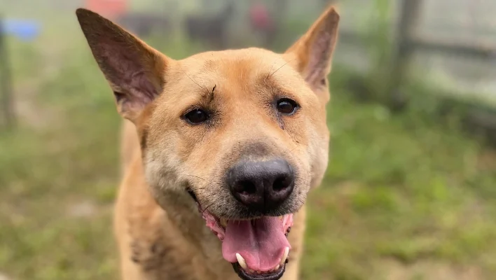 682d5103f2cf0ba830f770c4 犬研室部落格縮圖 橫幅 13 1