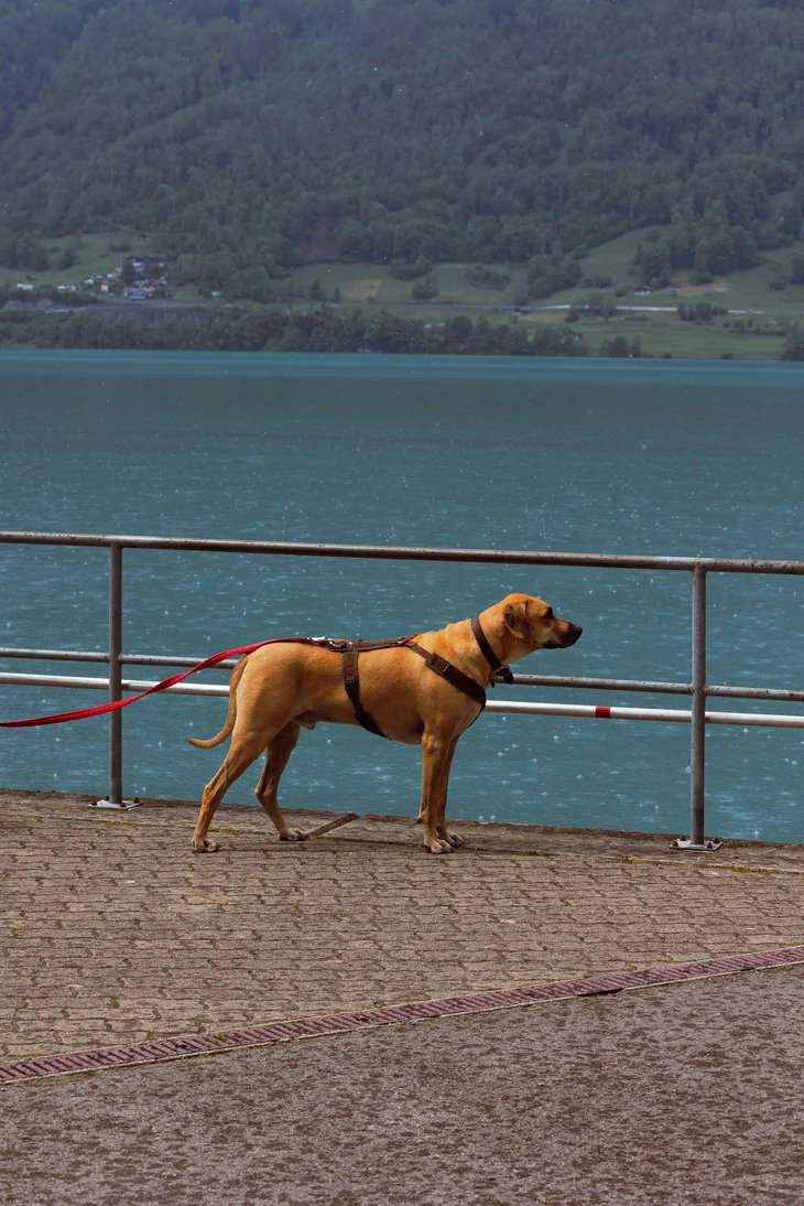 64df05a2bcb55420e874a03e Pexels Denner Trindade 17821267 2 1