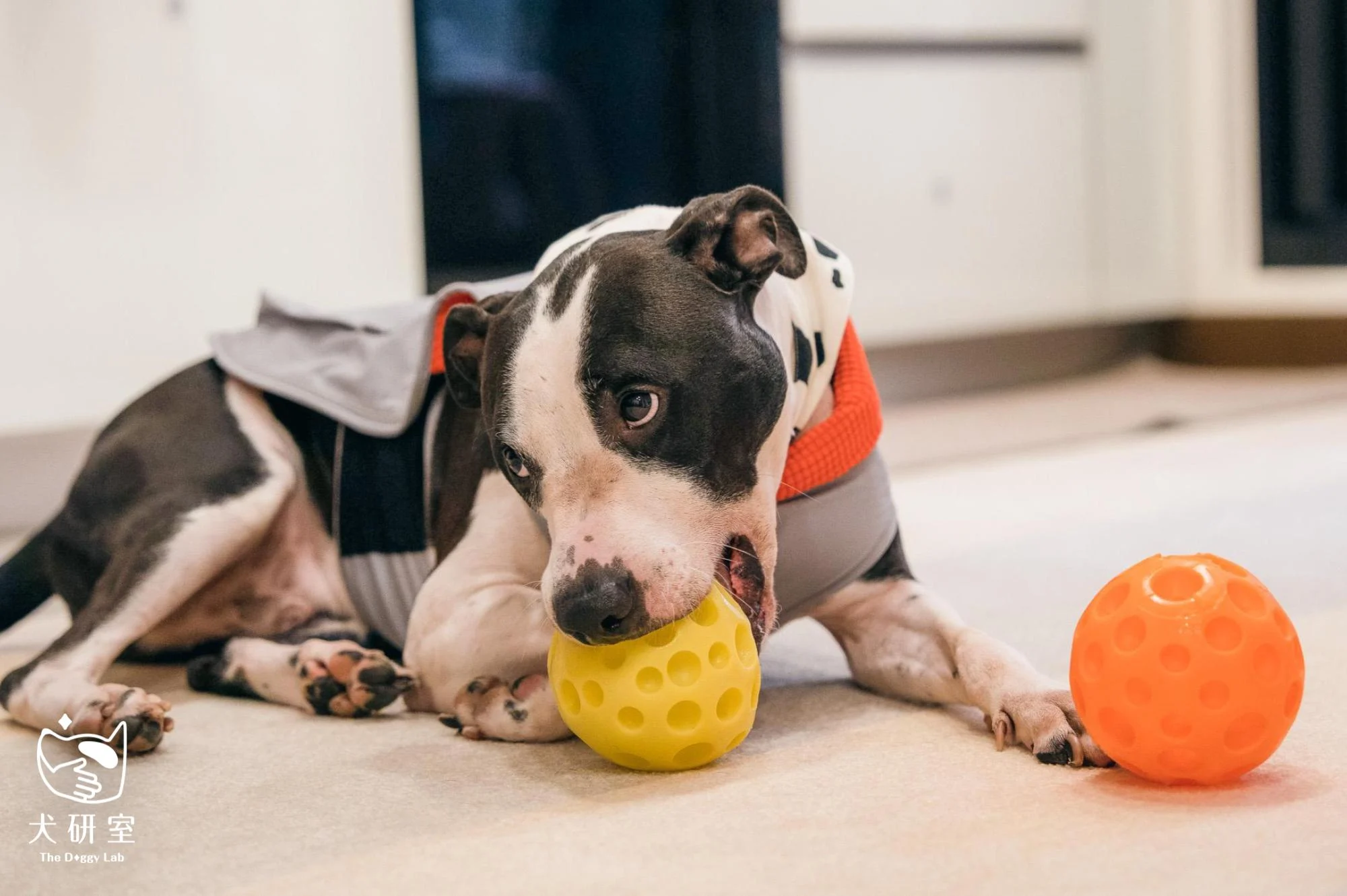 657feed223a542d972d61d61 橫式圖檔 上logo 2000 1330 4 1