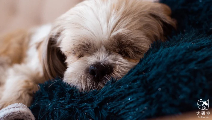 68771fac853fb9b30742bed8 幼犬不睡覺 橫幅 1