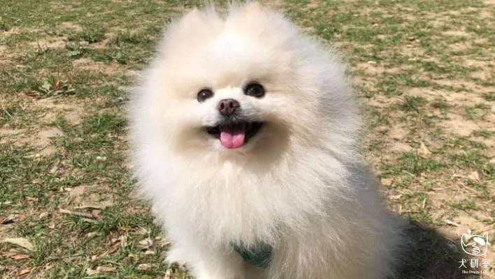 6836986ffe4fbfcf707d19c0 博美犬 橫幅 1