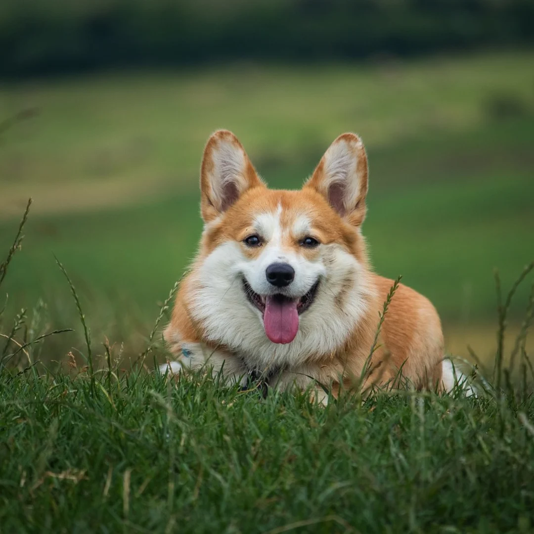 __wf_reserved_inherit