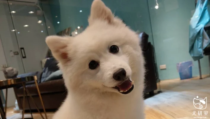 665ff51db6de77ec7cd4035f 犬研室部落格縮圖 橫幅 1