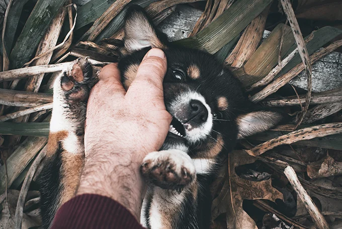 637c9b55eb1d90018559817d Mouthing 1