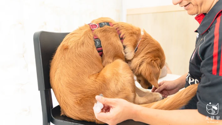 68183327ac37b63260bba3a3 犬研室部落格縮圖 橫幅 1