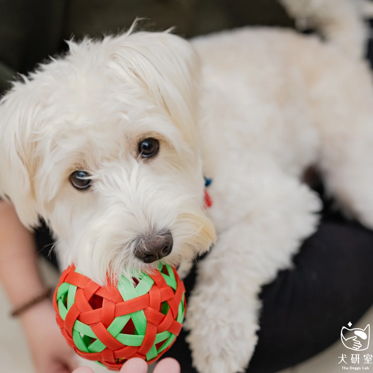 __wf_reserved_inherit