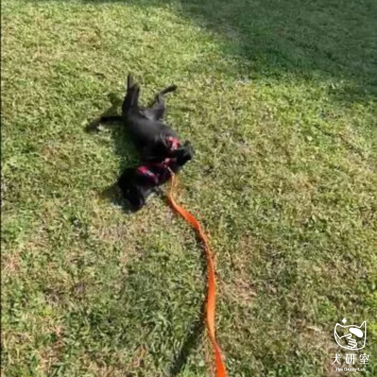 __wf_reserved_inherit