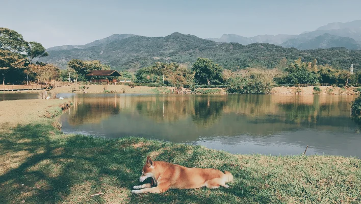 6819d8dca27042009415877a 犬研室部落格縮圖 橫幅 1