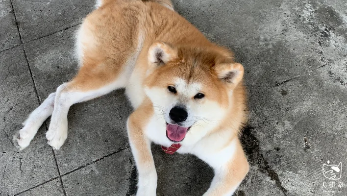 6819dd9a8ee3e9165acc6ec3 犬研室部落格縮圖 橫幅 1