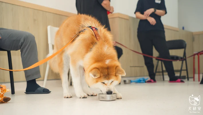 686f2db8177df039bfefadae 狗狗不吃飯 橫幅 1