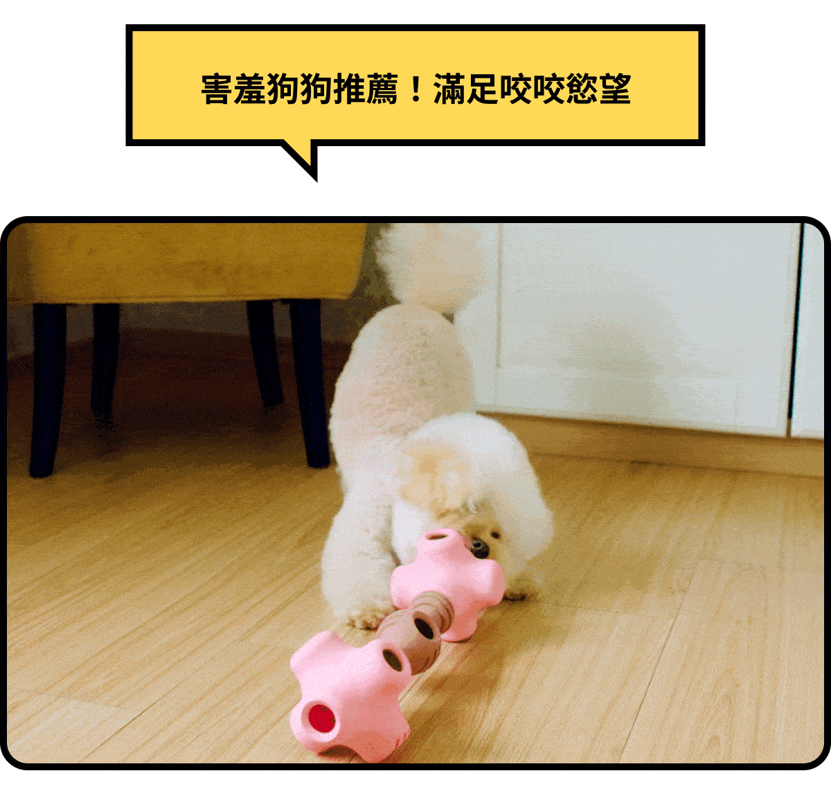 Compressed Caniplay 19 (4) (1)