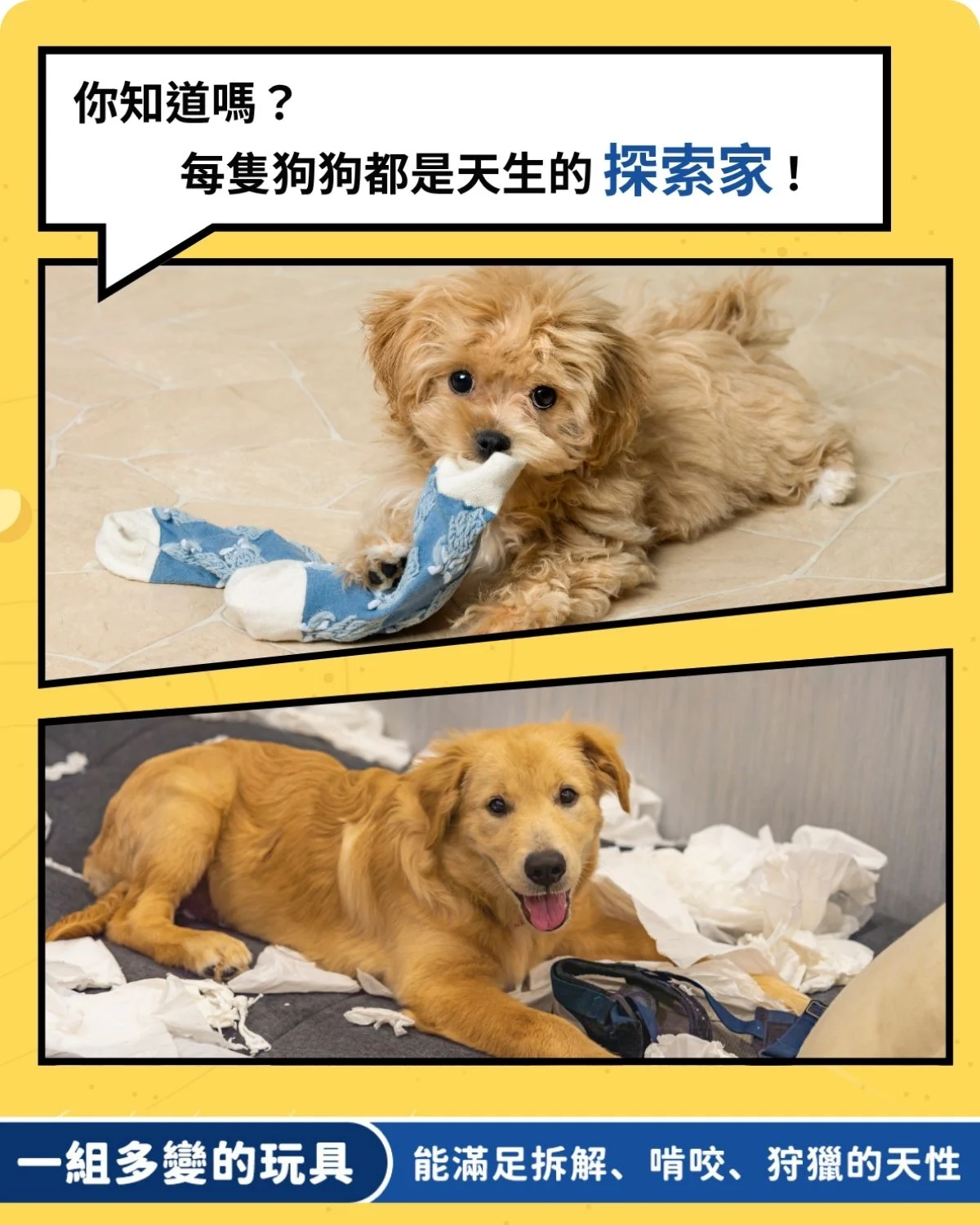 每隻狗狗 都是天生的探索家！