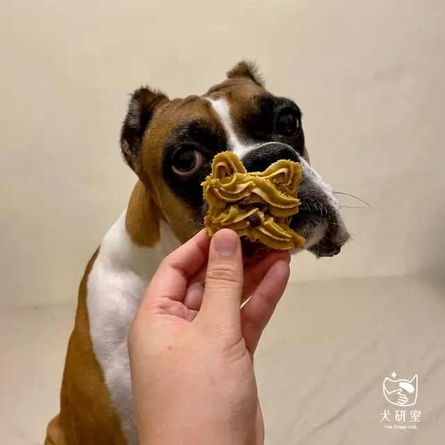 中文章：過年，狗狗也可以一起參與的 6 件事 1