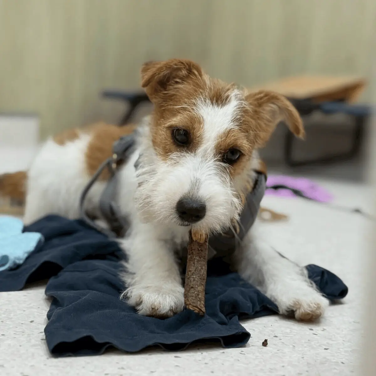 恐怖病毒出現！消毒期間，狗狗散步3步驟 2