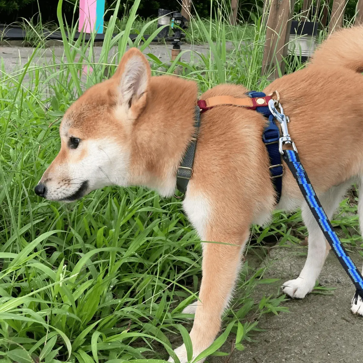 恐怖病毒出現！消毒期間，狗狗散步3步驟