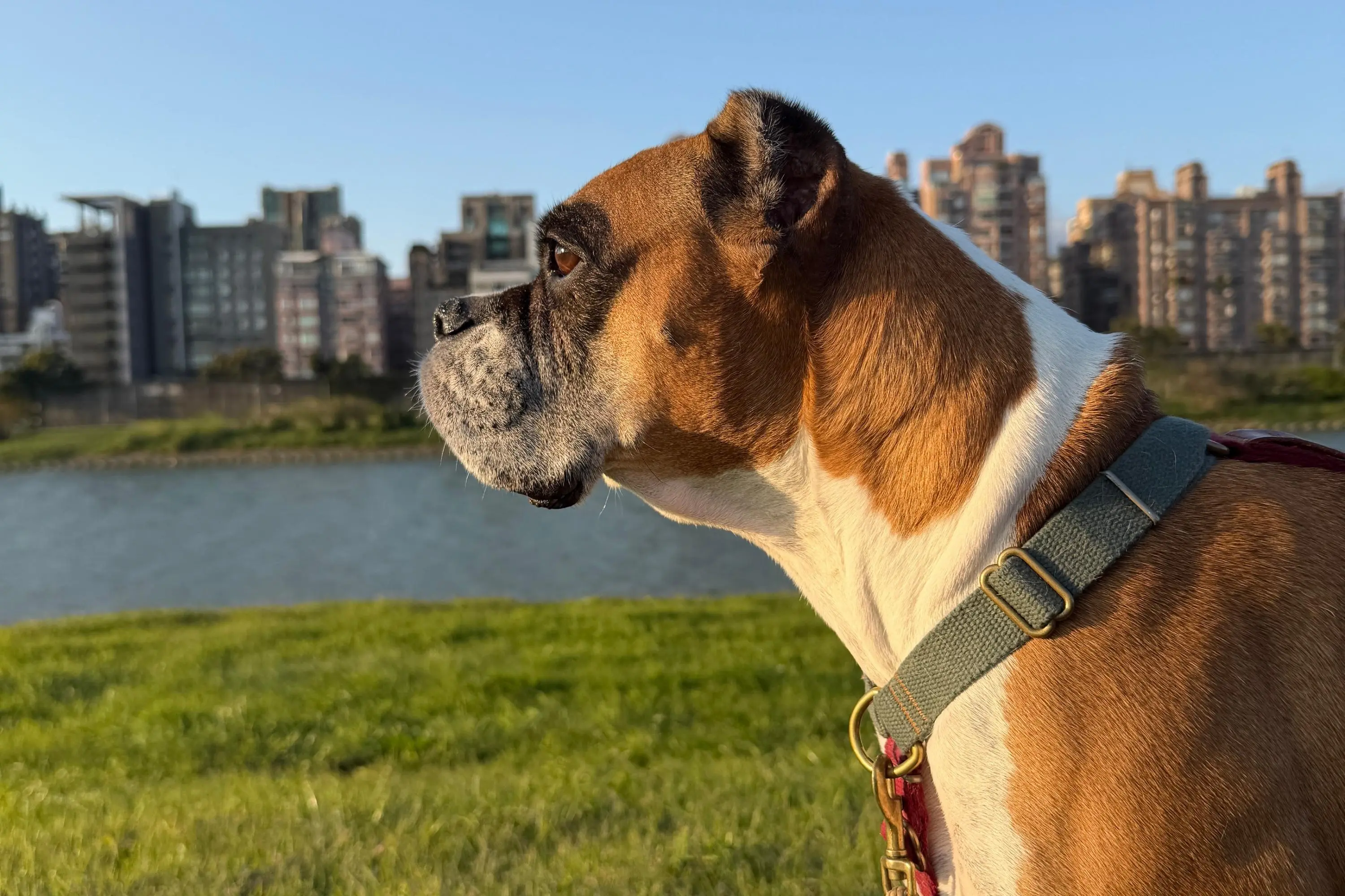 春天到了，狗狗為什麼「比較坐不住」？