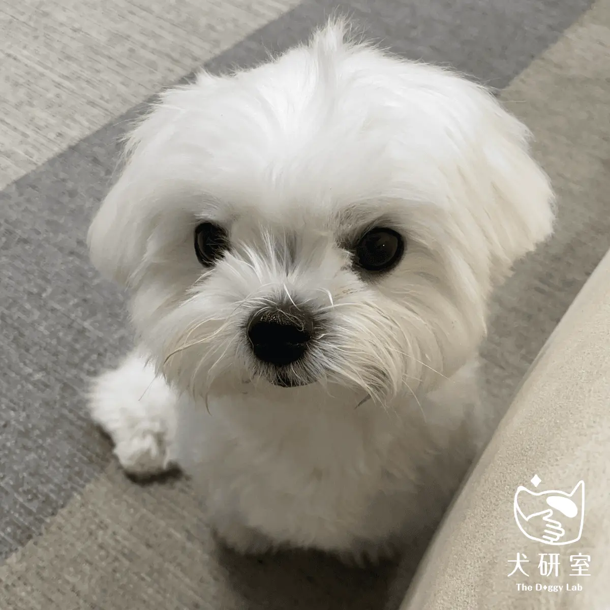 文章-什麼是青少年犬?6個月後狗狗行為改變的原因與發展解析 2