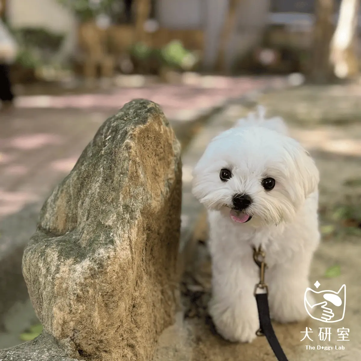 文章-什麼是青少年犬?6個月後狗狗行為改變的原因與發展解析 1