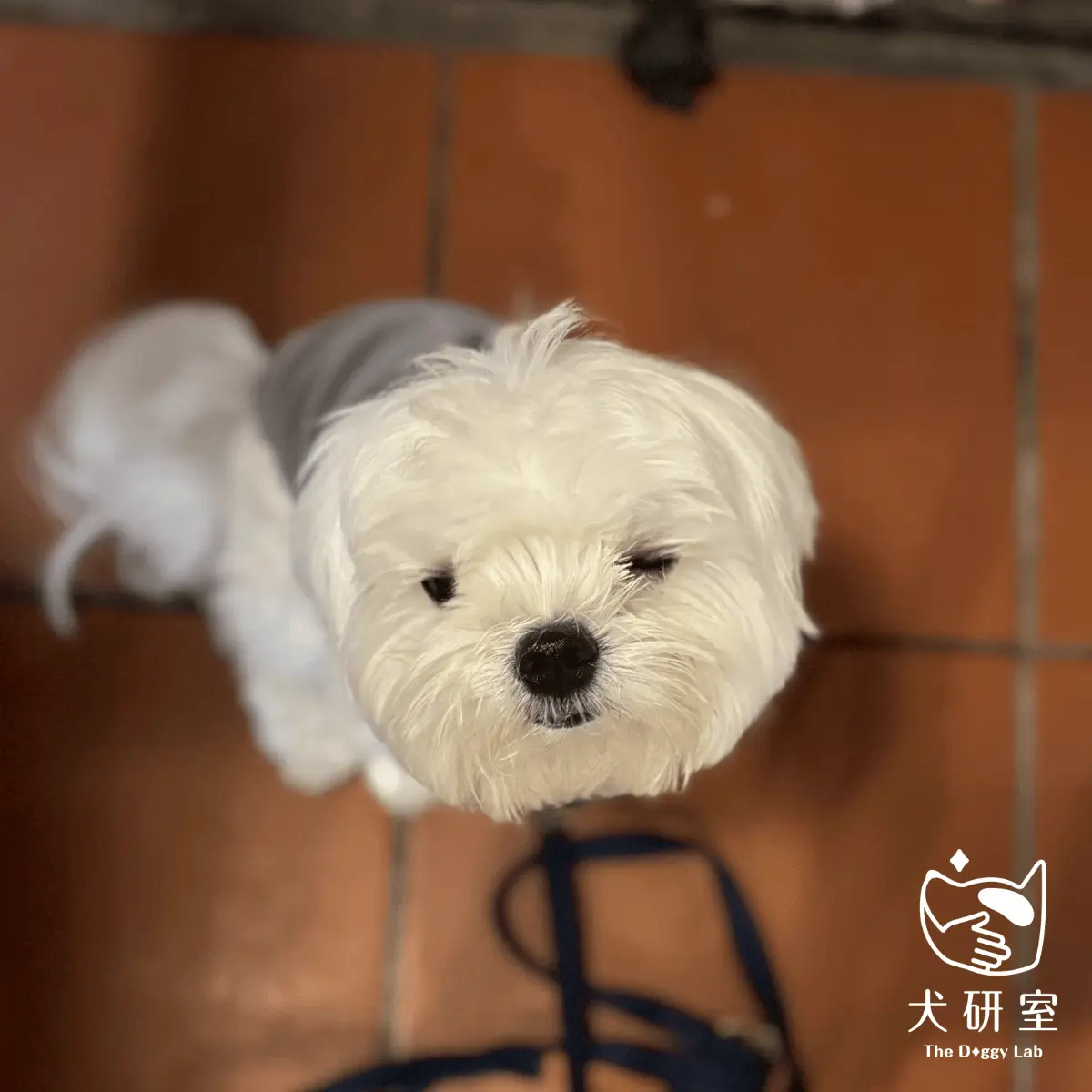 文章-什麼是青少年犬?6個月後狗狗行為改變的原因與發展解析 1