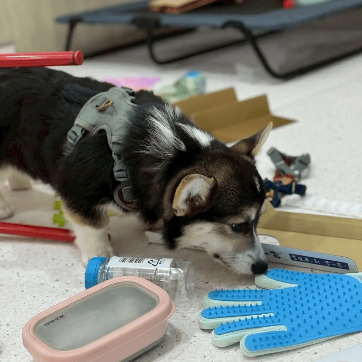 恐怖病毒出現！消毒期間，狗狗散步3步驟 3