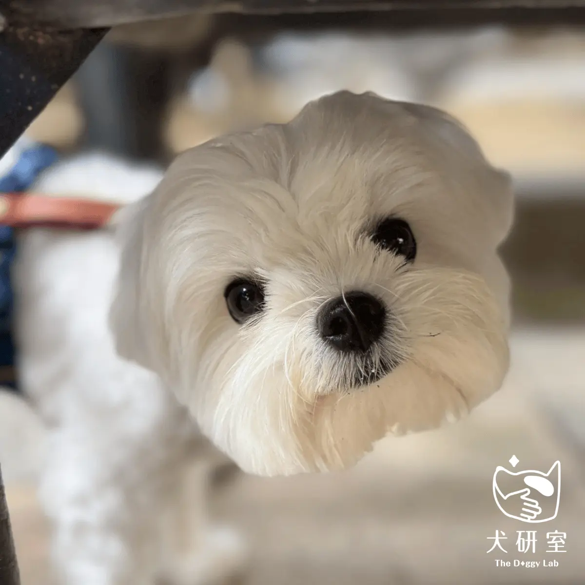 文章-什麼是青少年犬?6個月後狗狗行為改變的原因與發展解析 3