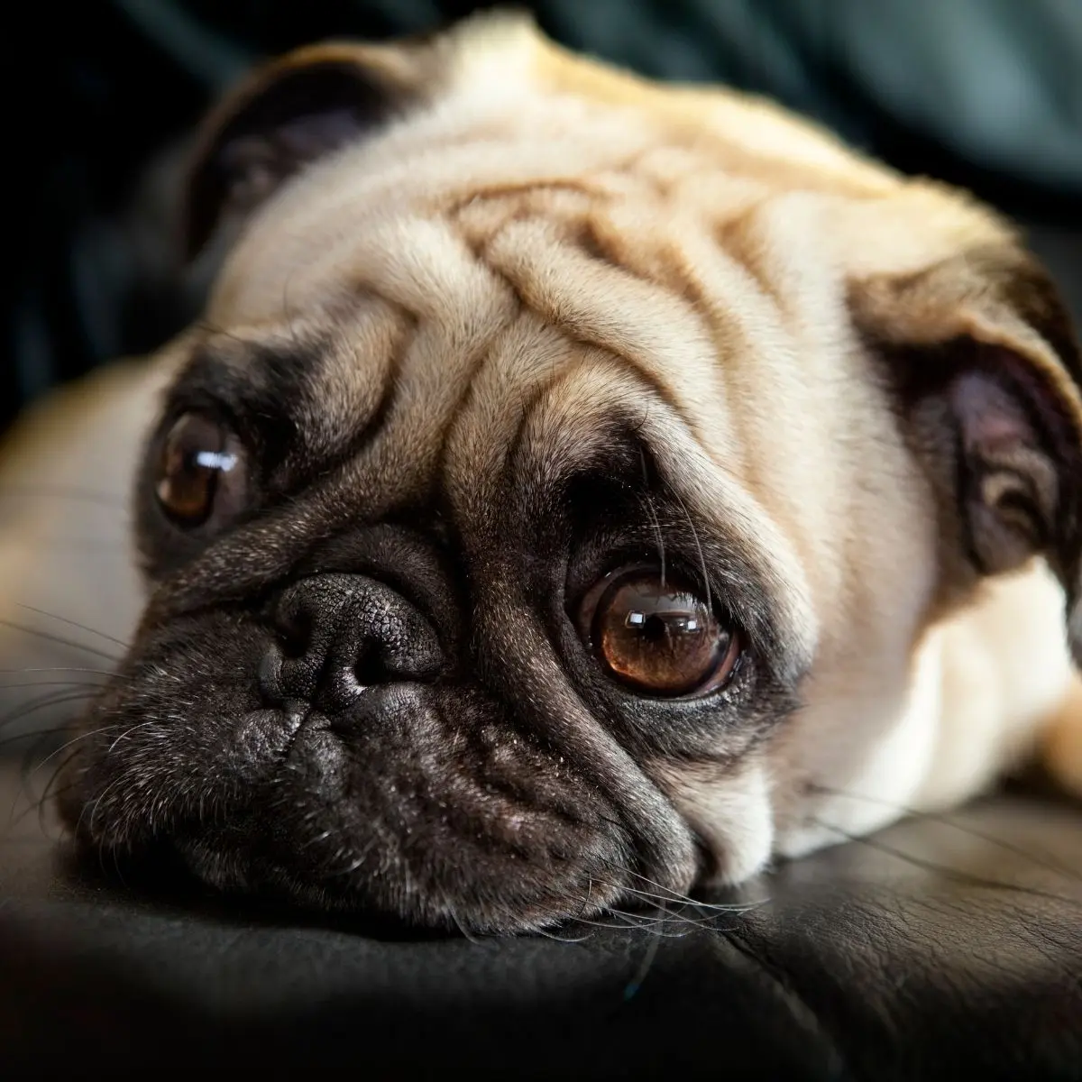 文章 Puppy Blues 是什麼？照顧幼犬心好累，其實你不是一個人 的複本