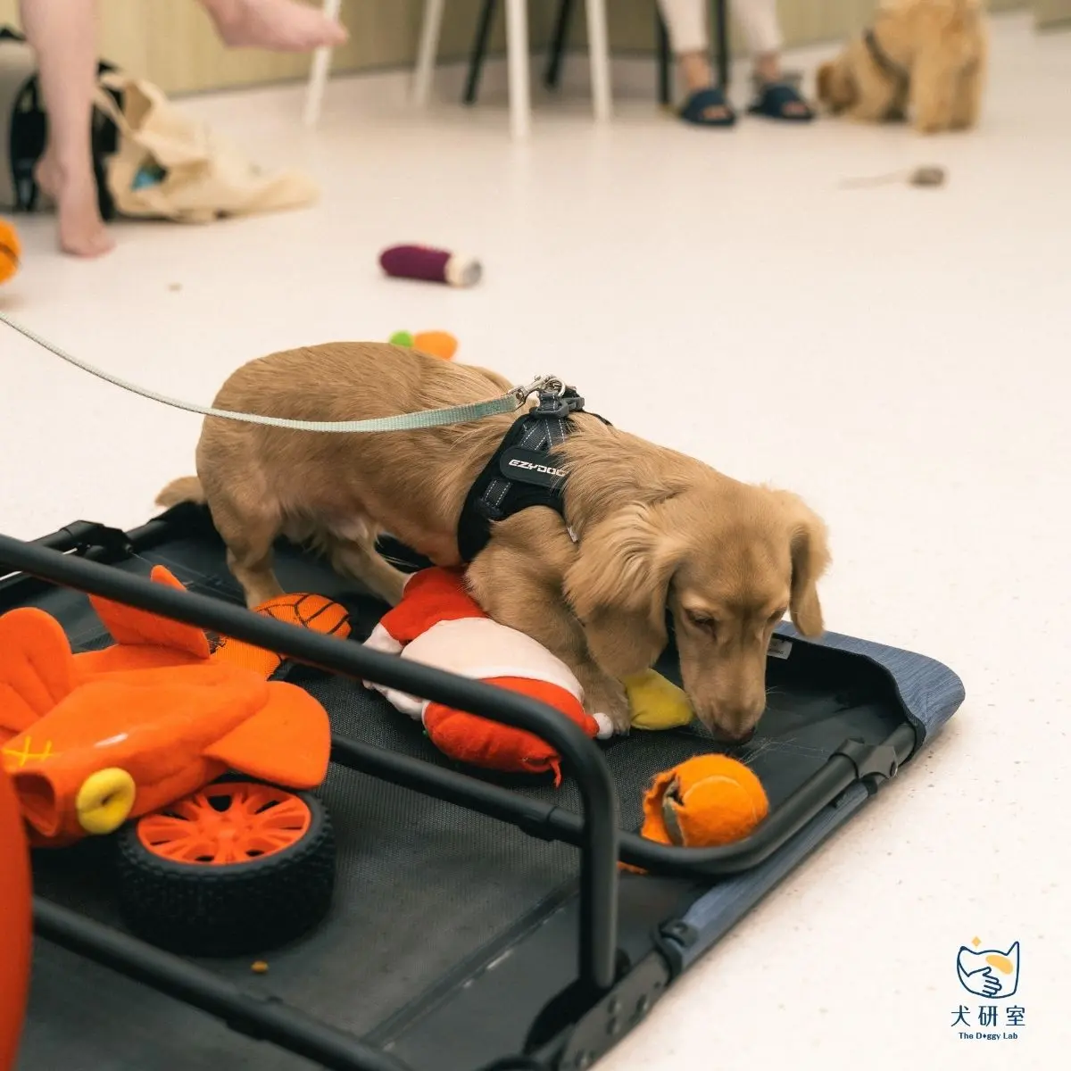 文章 Puppy Blues 是什麼？照顧幼犬心好累，其實你不是一個人 4