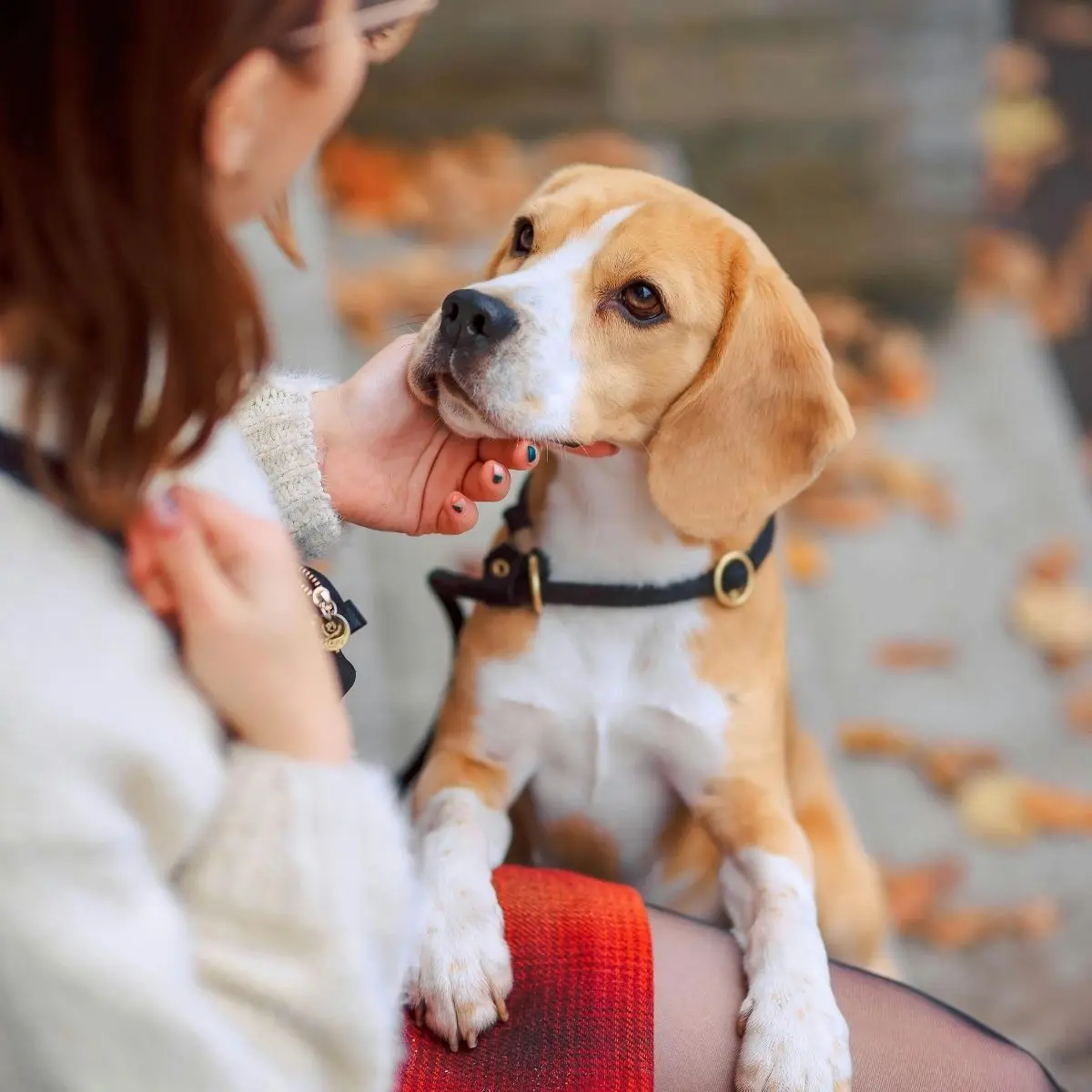 文章 Puppy Blues 是什麼？照顧幼犬心好累，其實你不是一個人 的複本 5