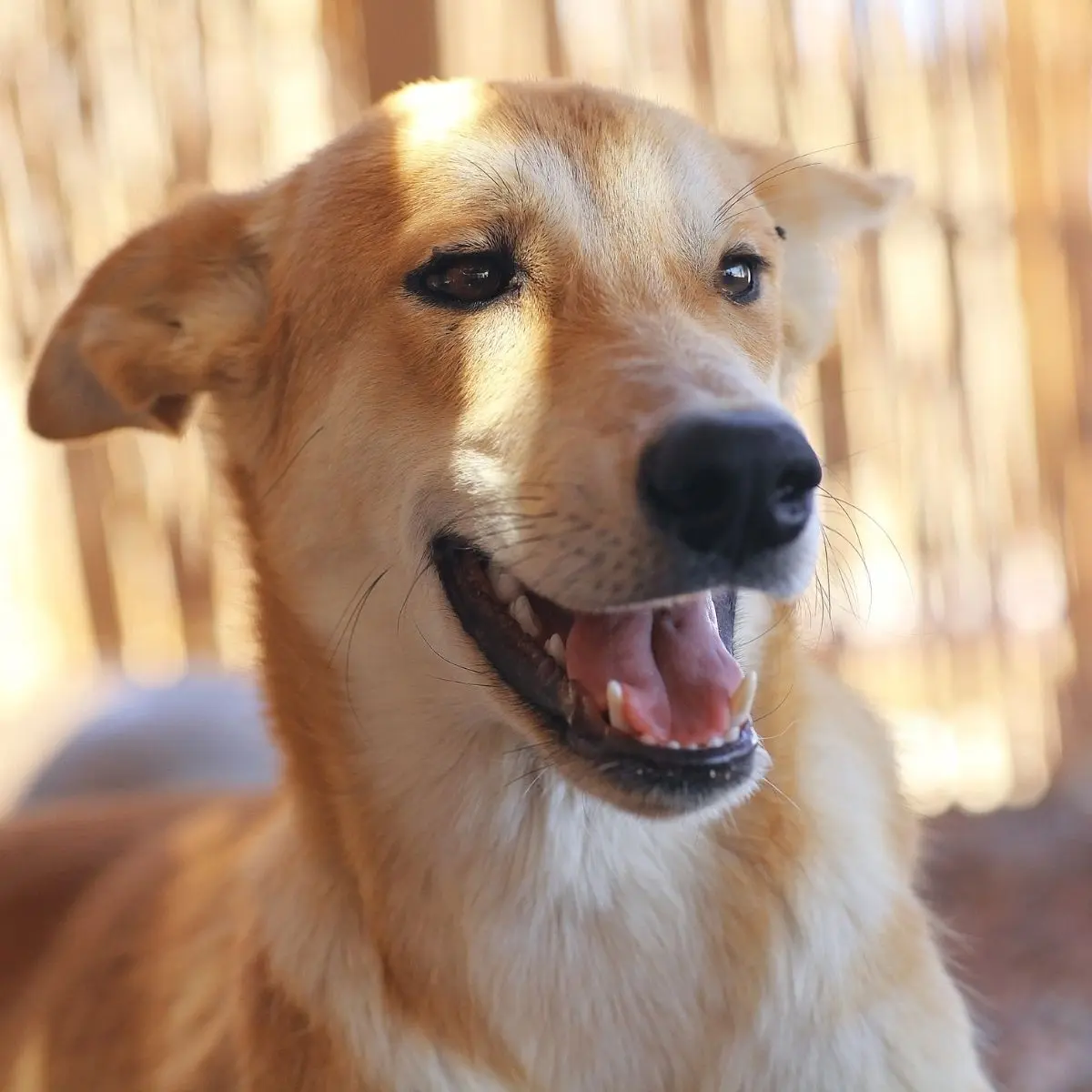 文章 Puppy Blues 是什麼？照顧幼犬心好累，其實你不是一個人 的複本 4