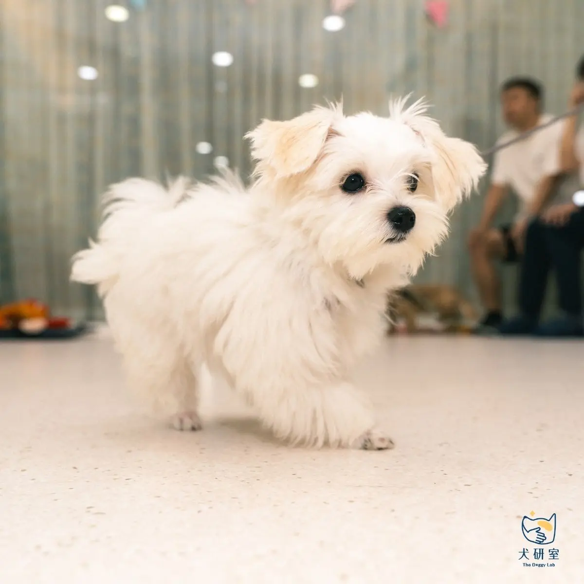 文章 Puppy Blues 是什麼？照顧幼犬心好累，其實你不是一個人 5