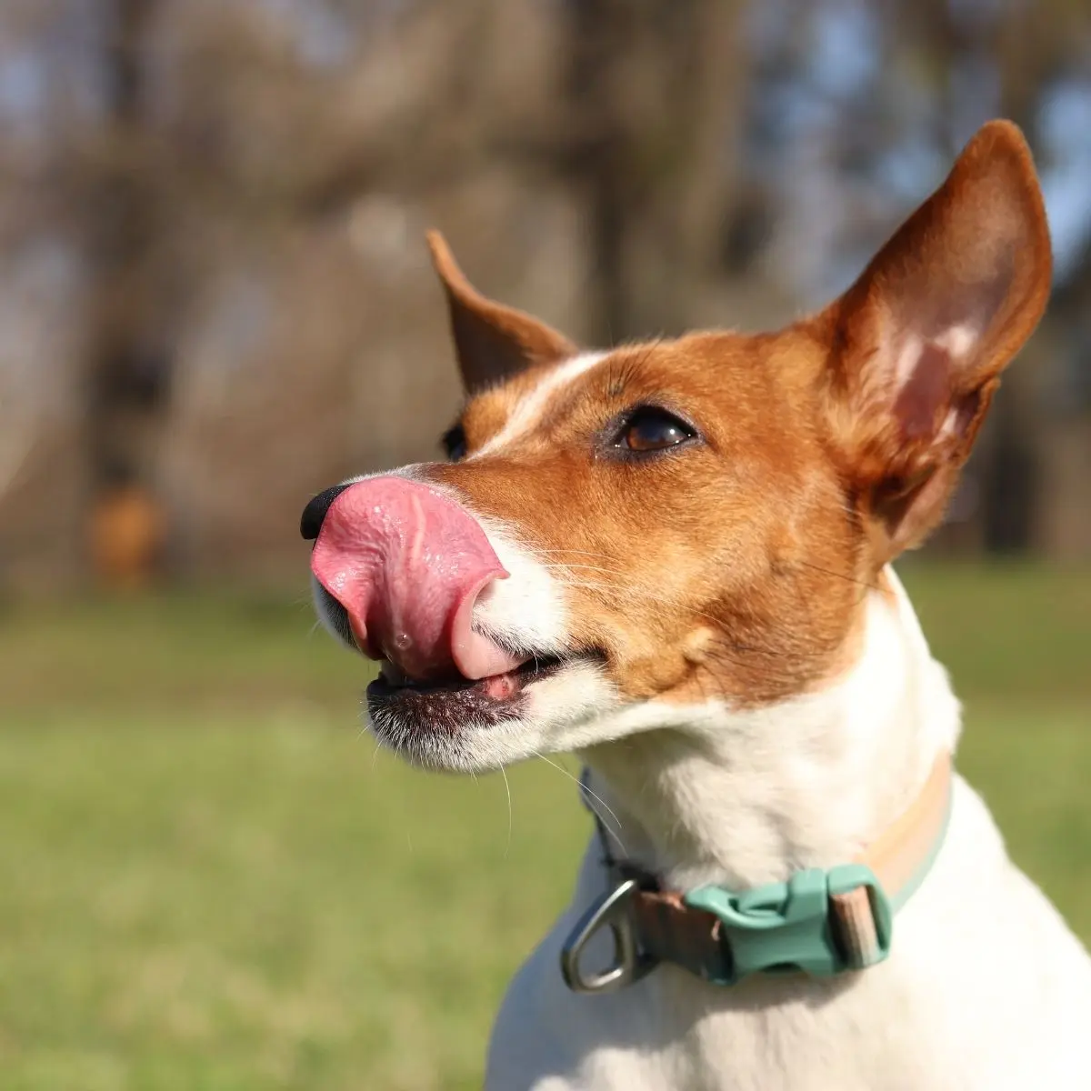 文章 Puppy Blues 是什麼？照顧幼犬心好累，其實你不是一個人 的複本 2