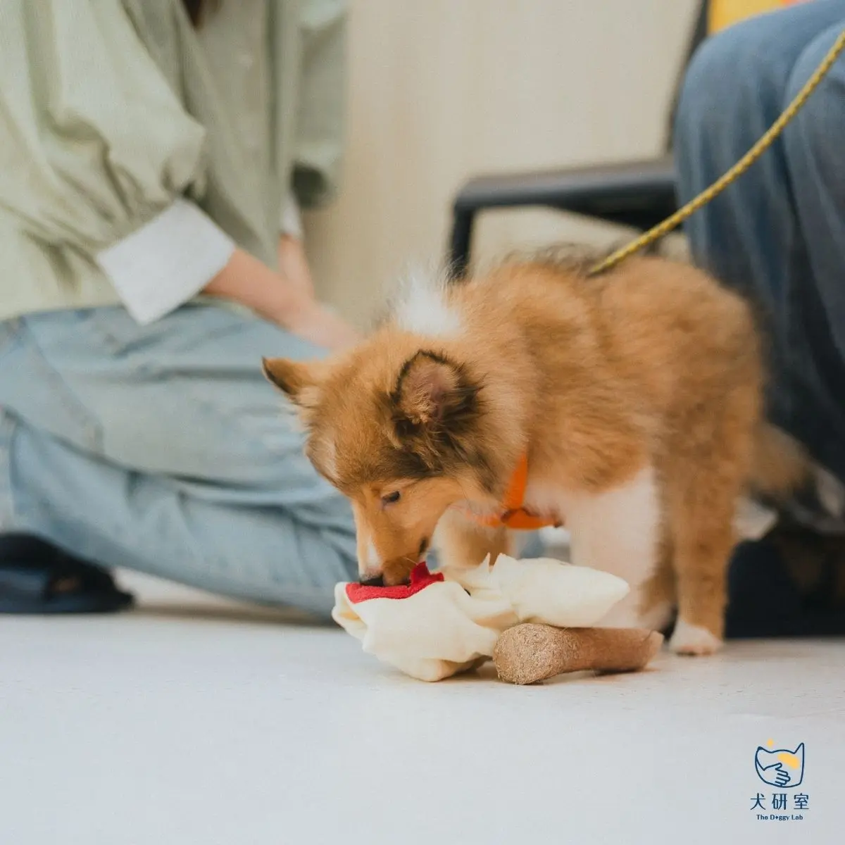 文章 Puppy Blues 是什麼？照顧幼犬心好累，其實你不是一個人 3