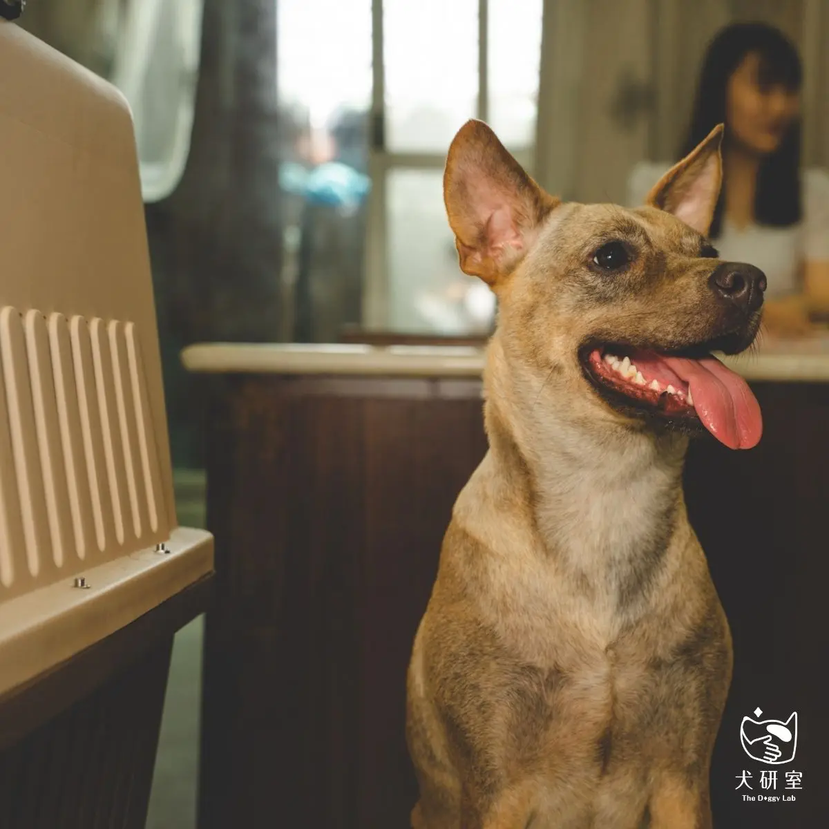 籠內訓練（crate Training）是什麼？關籠很可憐？ 1