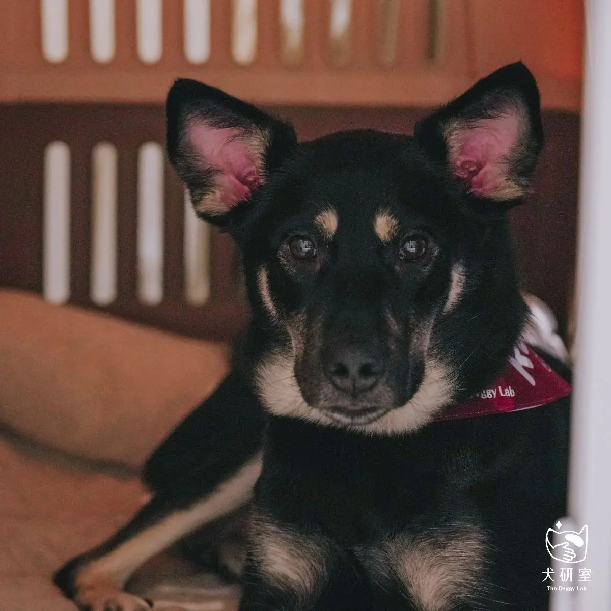籠內訓練（crate Training）是什麼？關籠很可憐？ 2