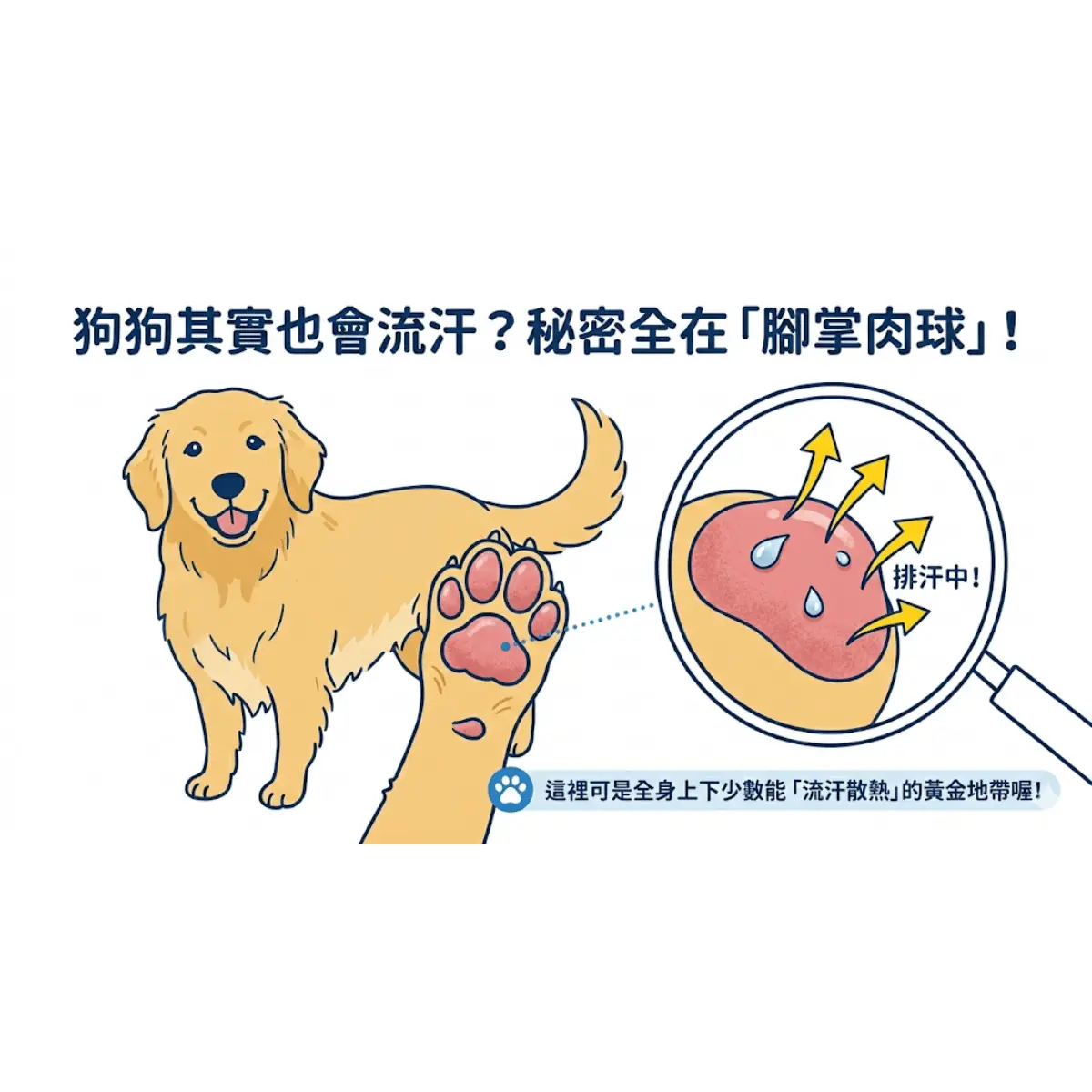 狗狗熱中暑高風險犬種與夏季散步指南