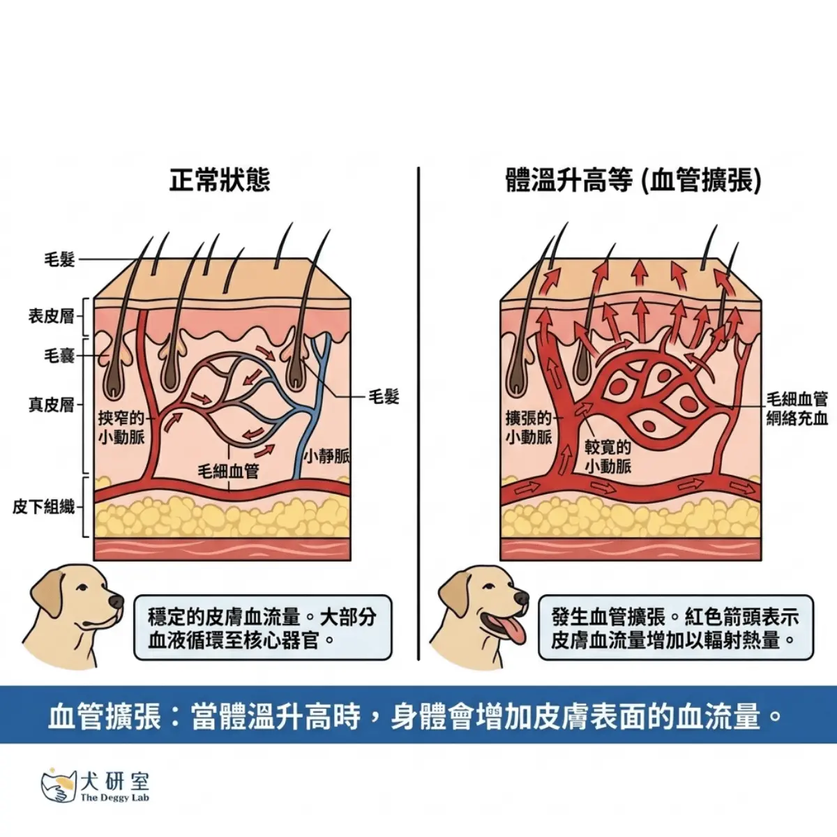 狗狗熱中暑高風險犬種與夏季散步指南