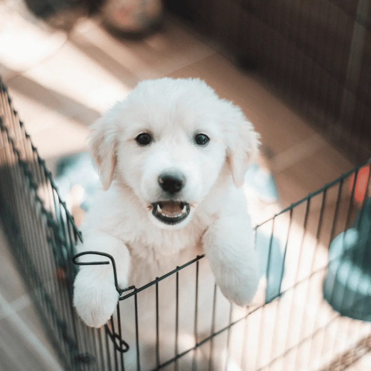 幼犬要一直關籠嗎?幼犬關籠多久才合理?一直叫怎麼辦?