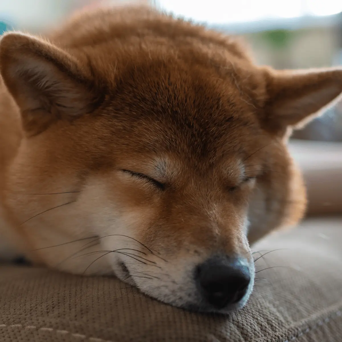 狗狗一天要睡幾個小時才夠？可以一直睡嗎？原來狗狗睡眠和人類差這麼多 1